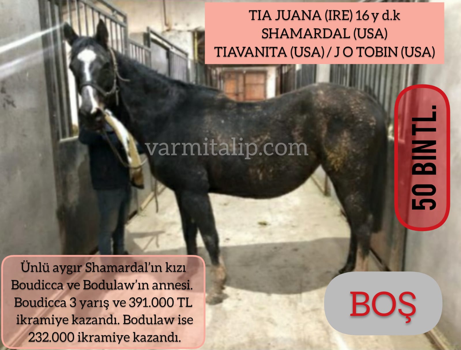 ÜNLÜ AYGIR SHAMARDAL KIZI  BOŞ KISRAK TIA JUANA 50.000 TL.